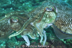 Cuttlefish love parade by Patricia Rabenja 